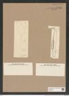 Omphalotheca (Pyxilla) subalata Grun. (de-Toni-Nr.: Genus 254) Zeichnungen Sammlung Grunow Nr. 9743 (NHMW-BOT-W0379693)
